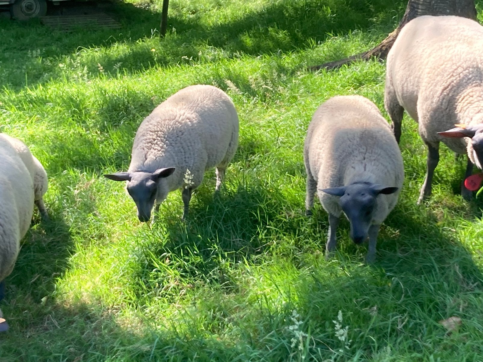 3 agneaux bleu du Maine à vendre