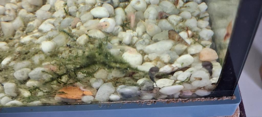 Poissons ancistrus, Poisson, Poisson d'eau douce, Banc de poissons