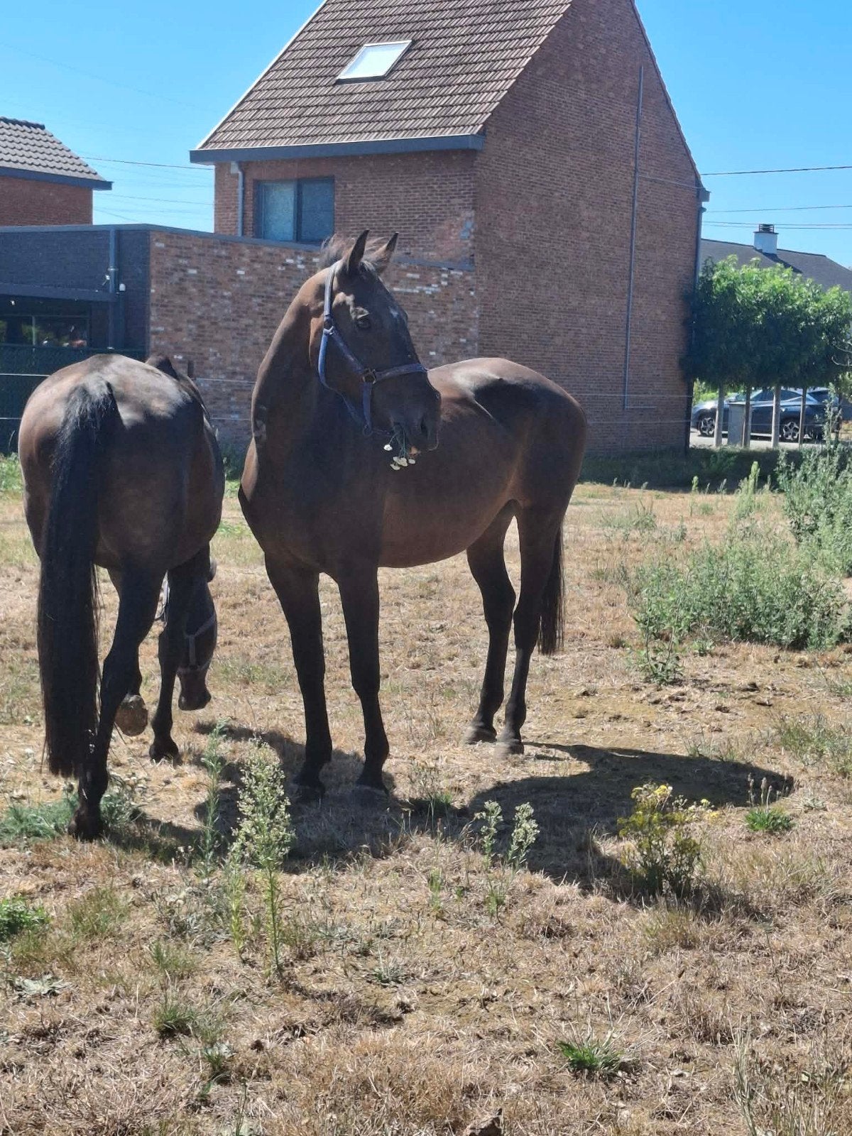mooie merrie, Dieren en Toebehoren, Merrie