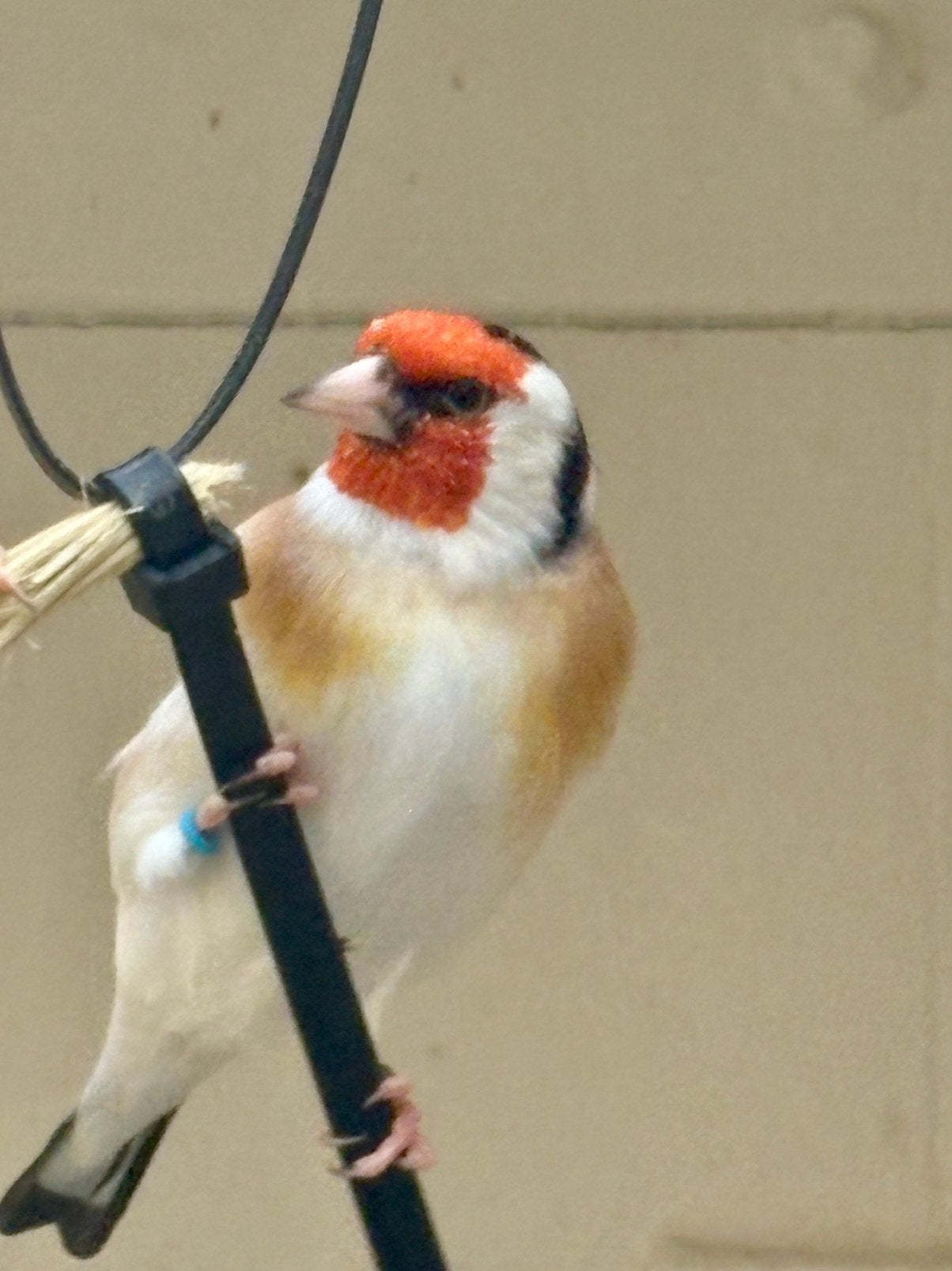 Putter, Mannelijk, Wildzangvogel, Geringd