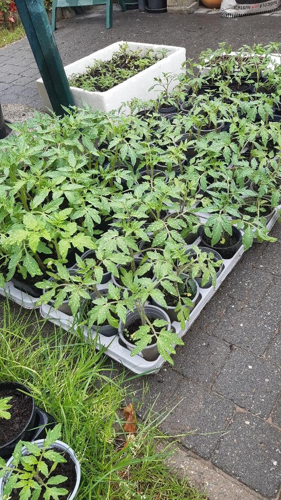 groenteplanten te koop, Zakelijke goederen, Ophalen
