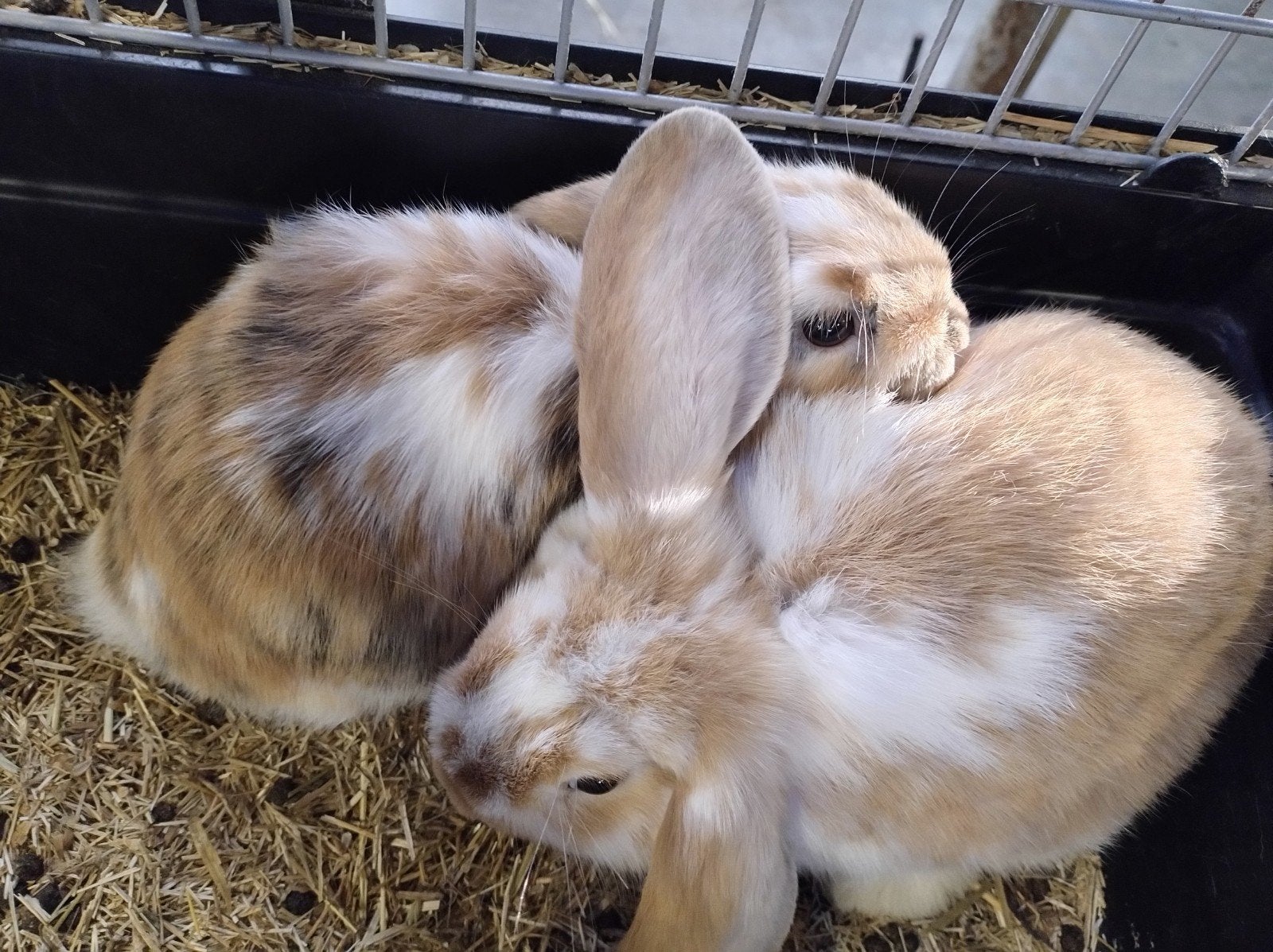 Hangoortjes, broer en zus, Meerdere dieren, Klein, Hangoor, 0 tot 2 jaar