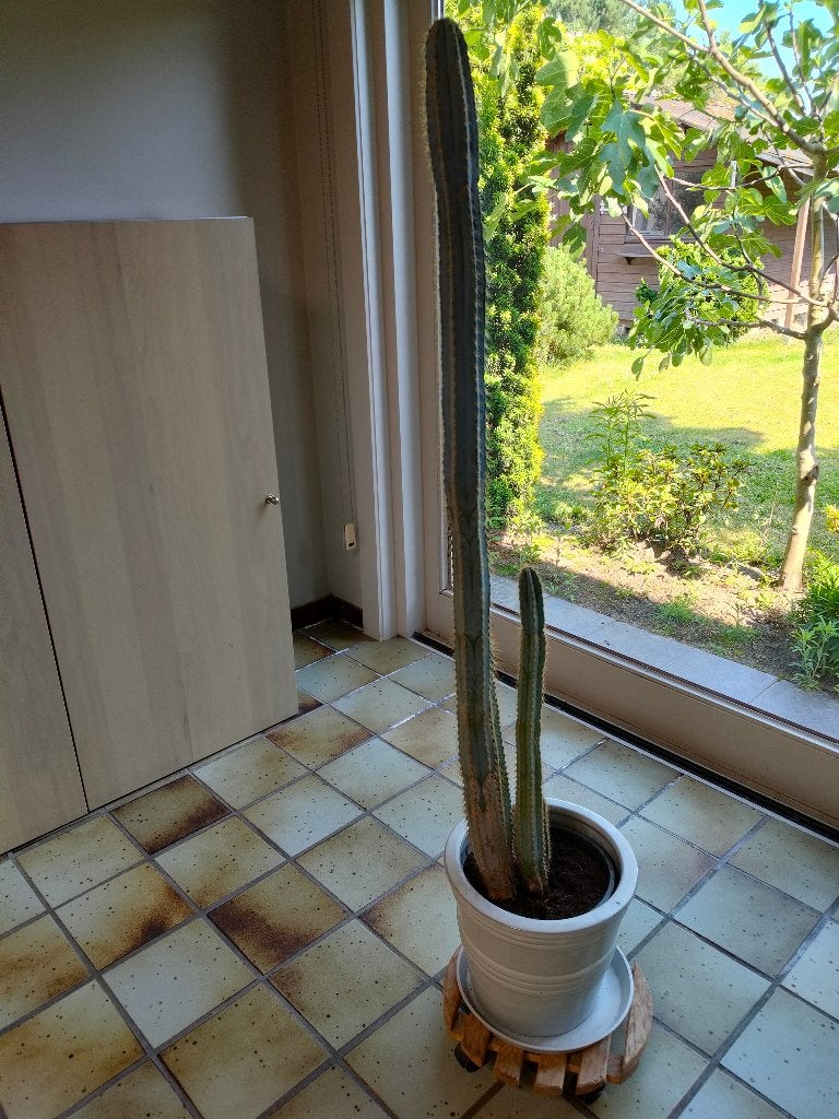 cactus, En pot, Plein soleil, Enlèvement, Cactus