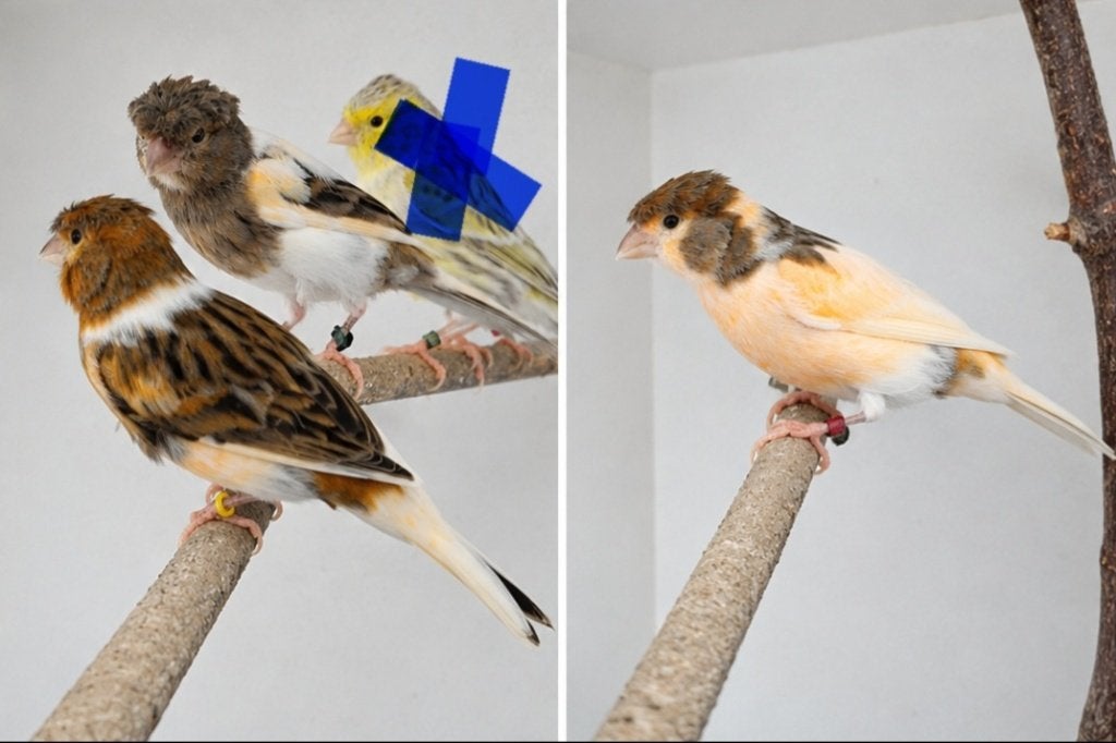 Canaris arlequin portugais, Animaux & Accessoires, Plusieurs animaux, Canari chanteur