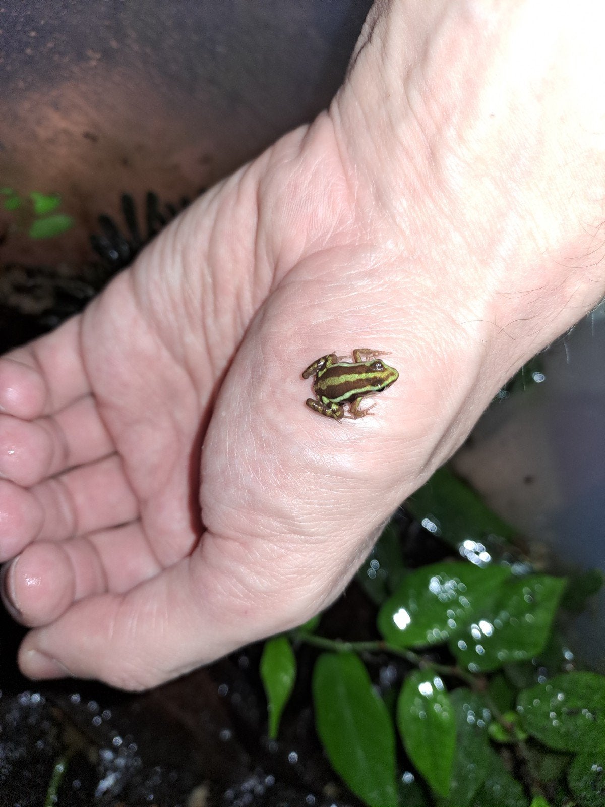 Epipedobates anthonyi nakweek te koop, Dieren en Toebehoren, Insecten en Spinnen