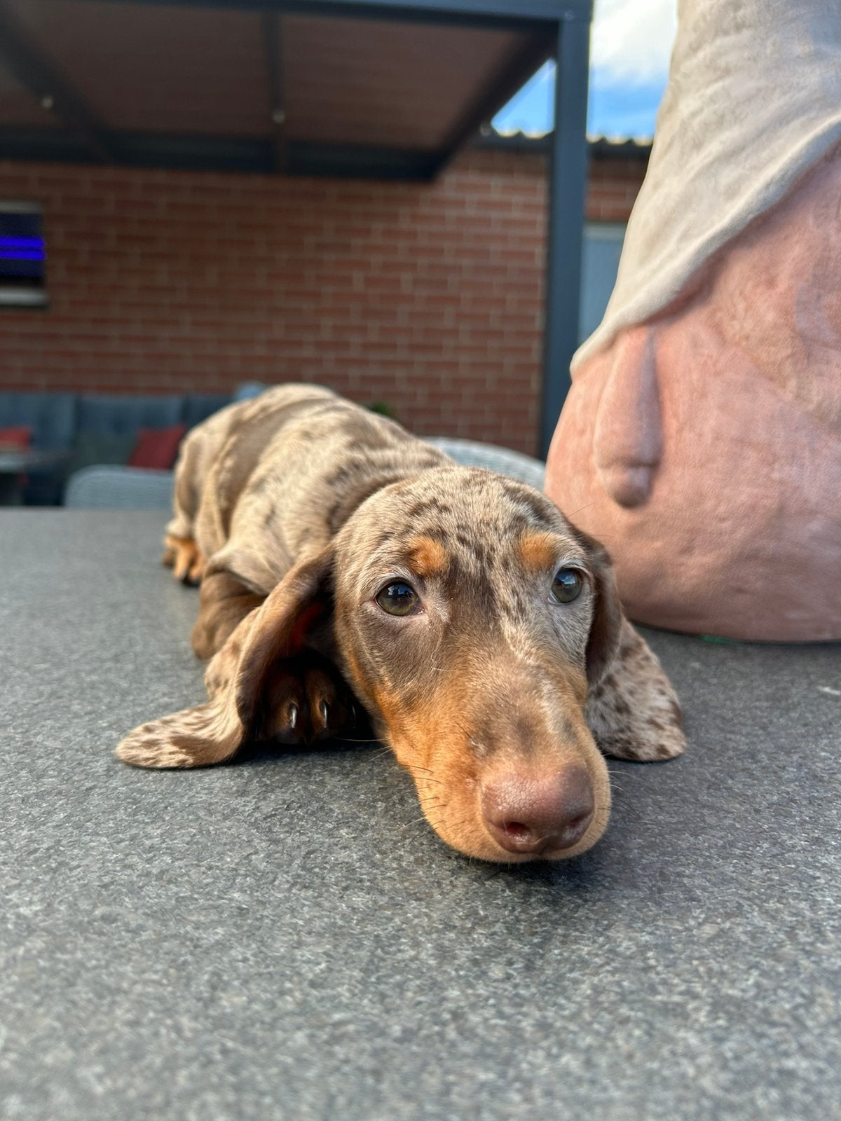 Kortharige choco merle teckel pup, Belgique, Plusieurs, 8 à 15 semaines, Éleveur | Professionnel