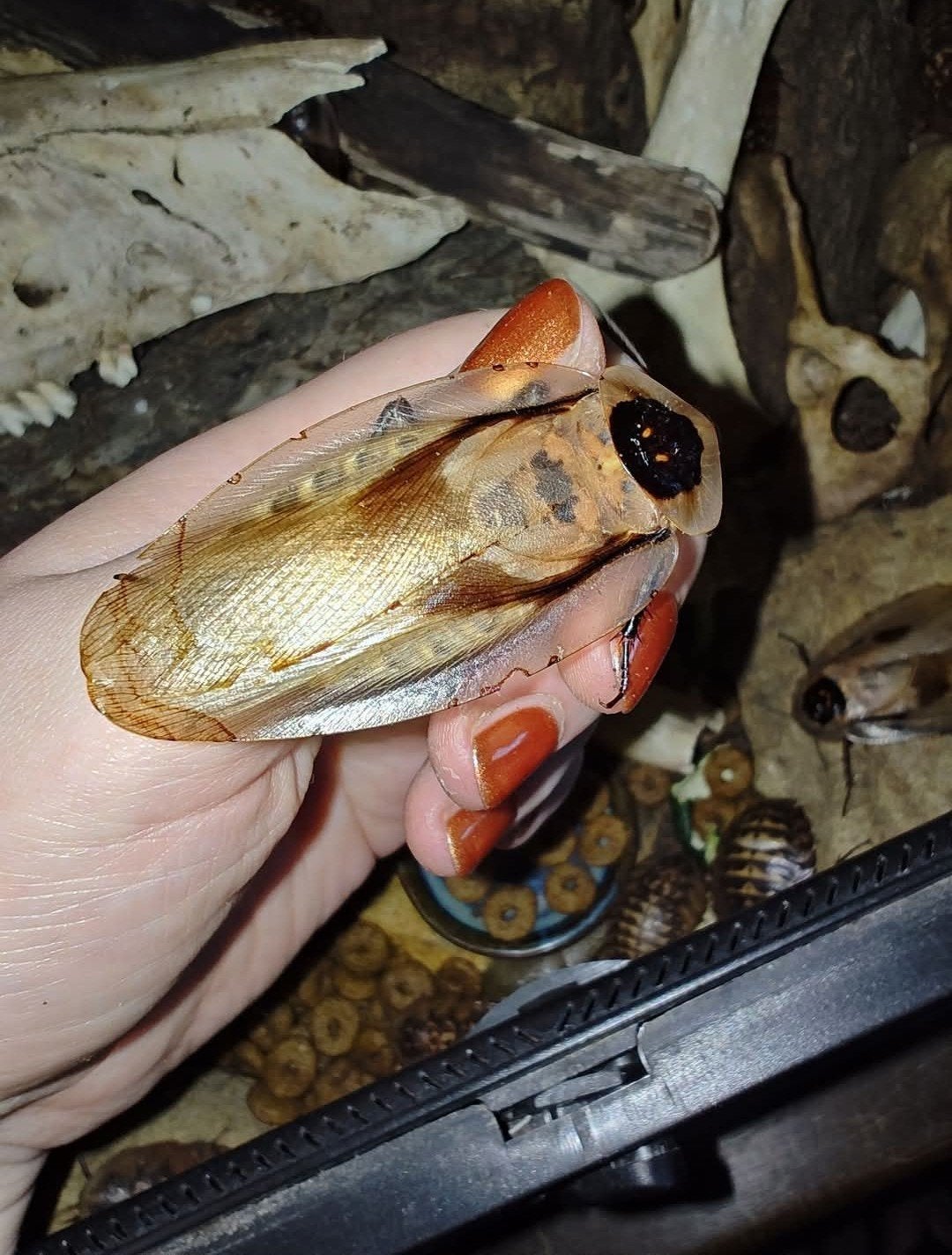Blaberus giganteus, Dieren en Toebehoren, Overige soorten