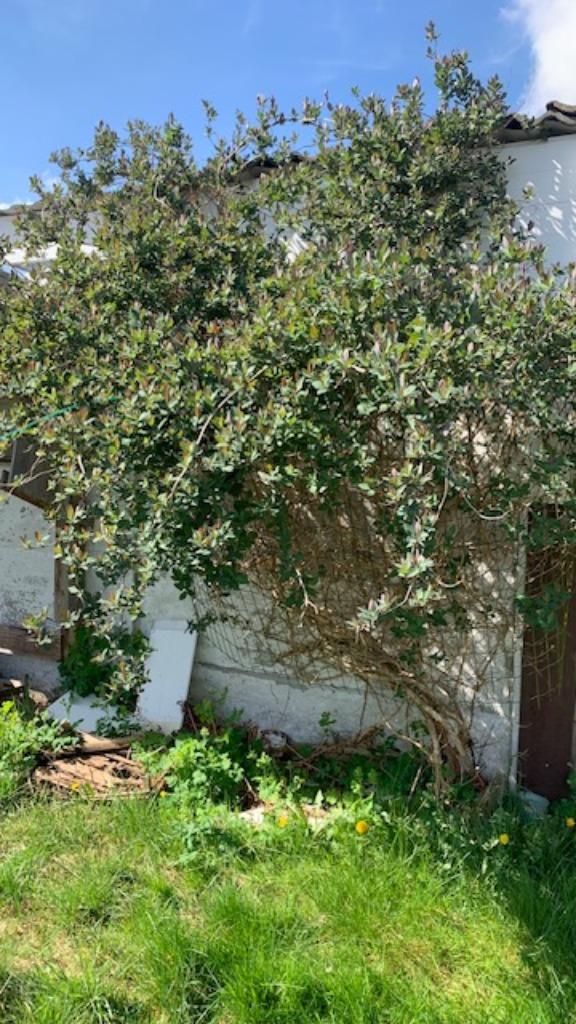 kamperfoelie, forsythia, palmlelie, rietplanten,..., Tuin en Terras, Ophalen, Struik, 100 tot 250 cm