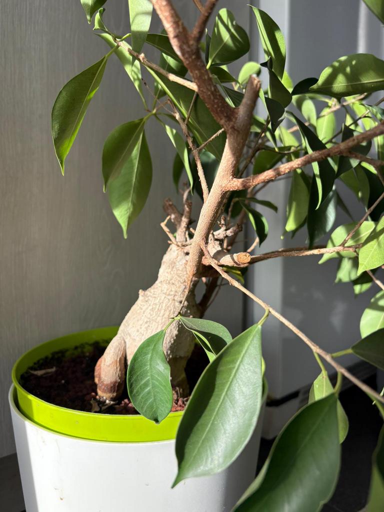 Te koop, Huis en Inrichting, Kamerplanten, Ophalen of Verzenden, Bonsai