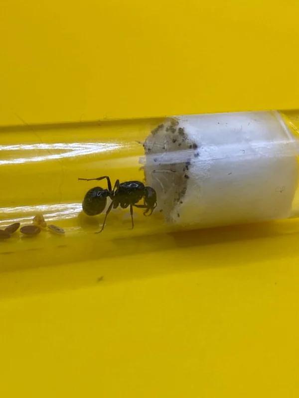 Messor Barbarus, reine des fourmis avec 1 à 5 ouvrières, Animaux & Accessoires, Insectes & Araignées, Fourmis