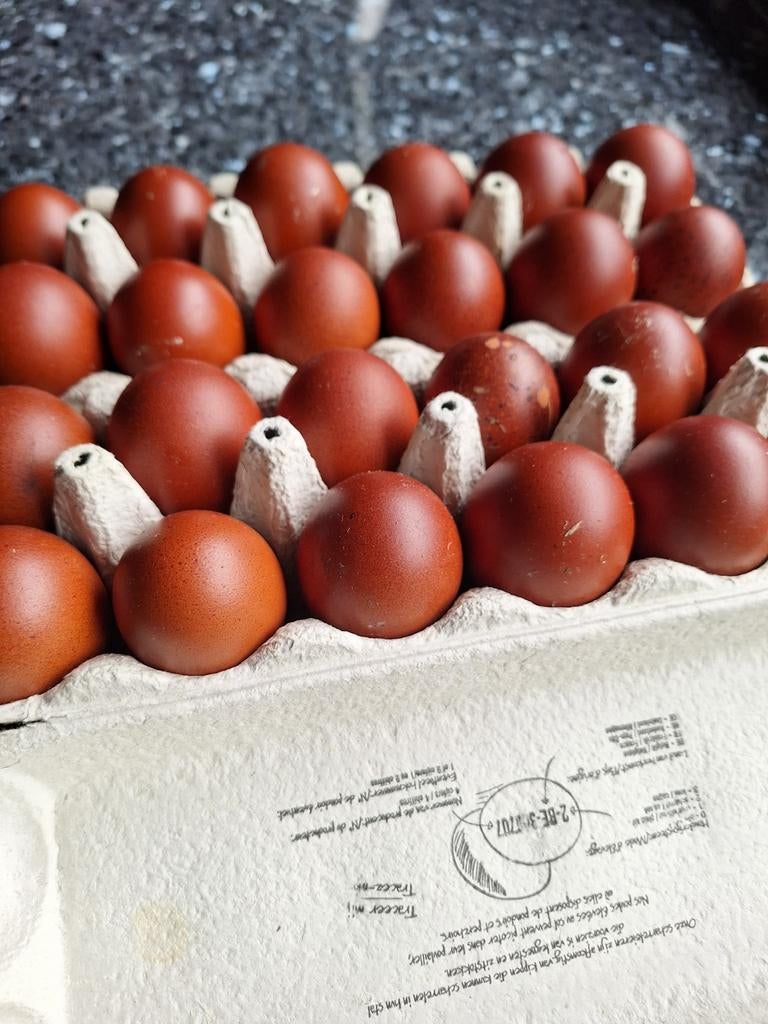 Broedeieren van maranszwart zilverhals