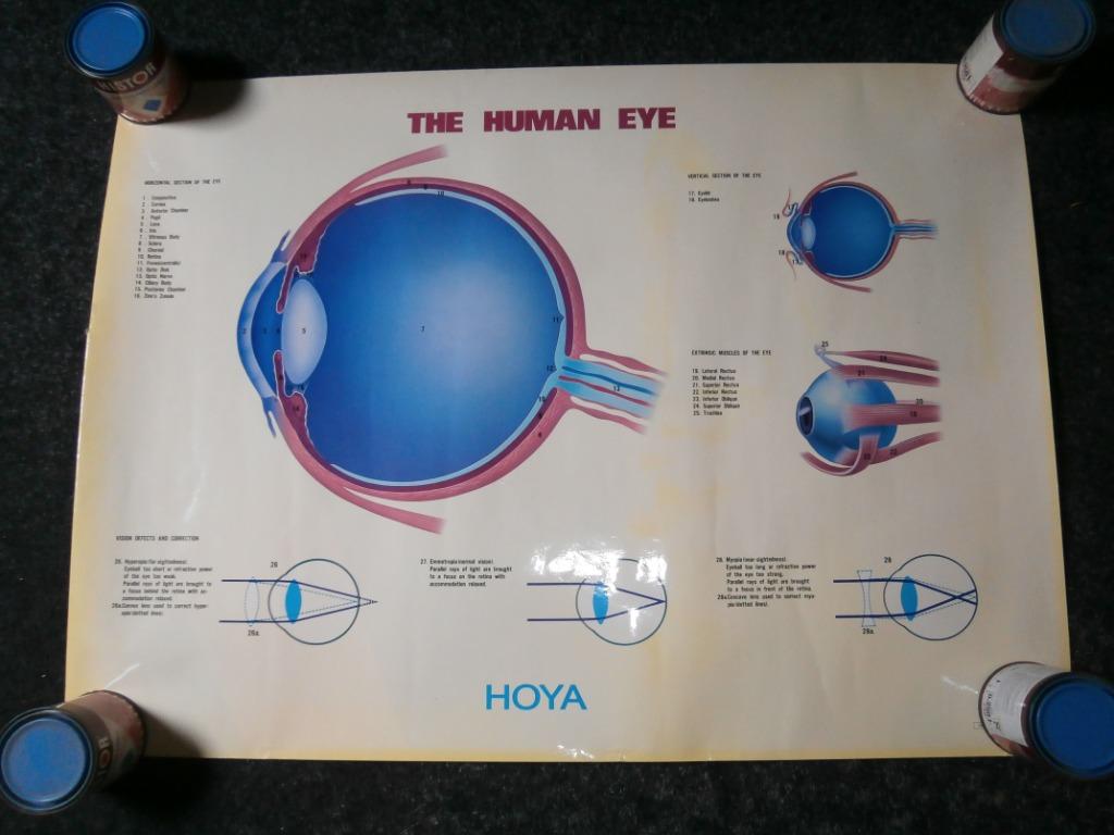 Doorsnede van het menselijk oog - 80 cm op 60 cm, Enlèvement ou Envoi, Utilisé, Photo