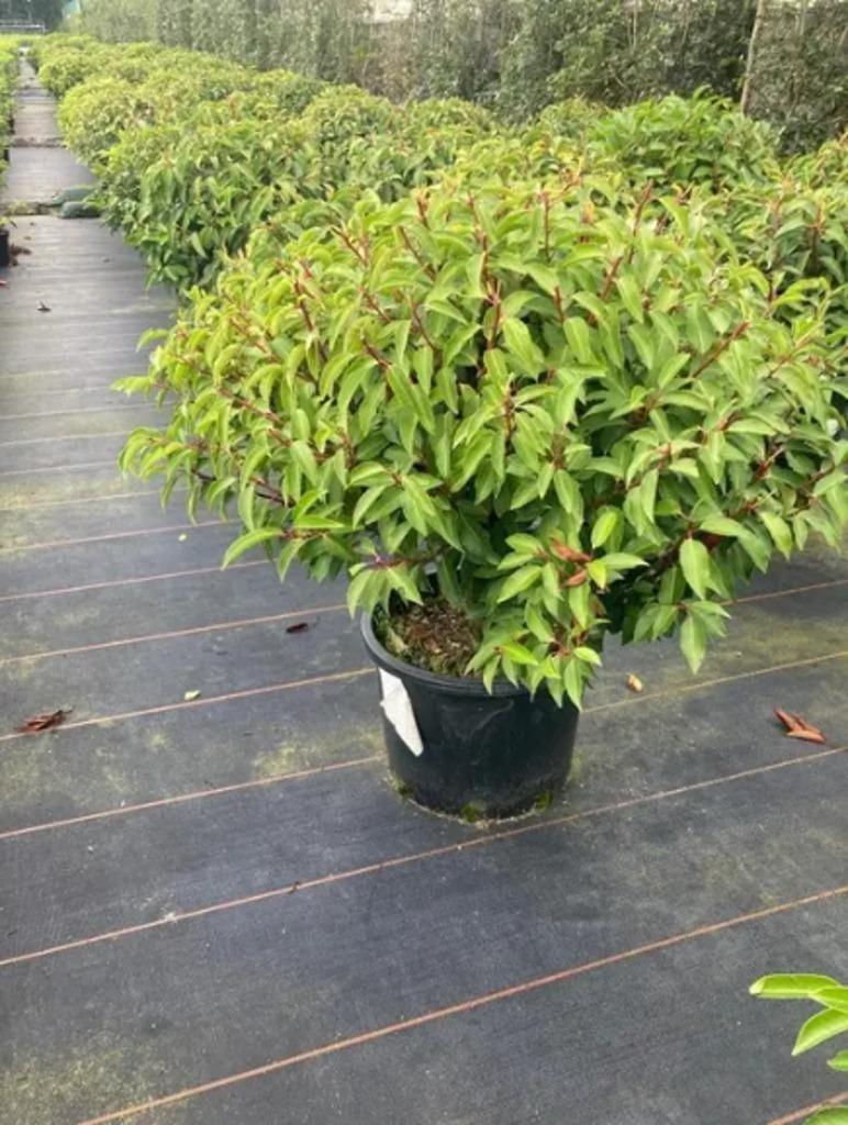 Prunus lusitanica. Hagen en sierheesters. (Bol)