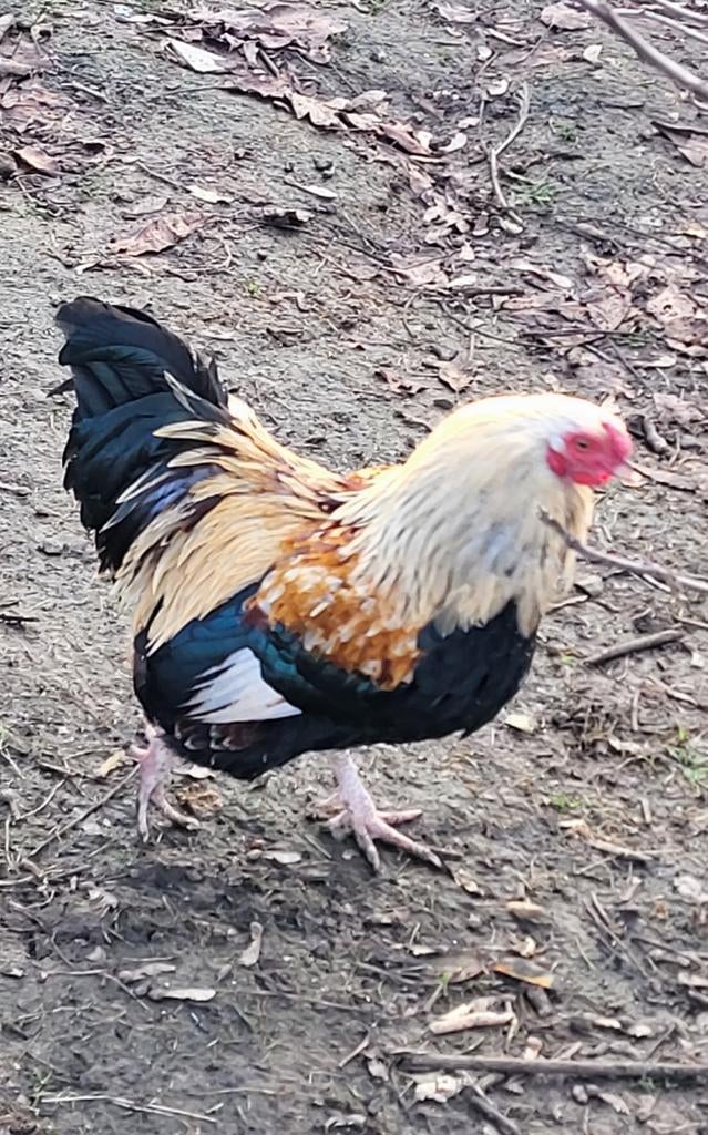 Coq croisé