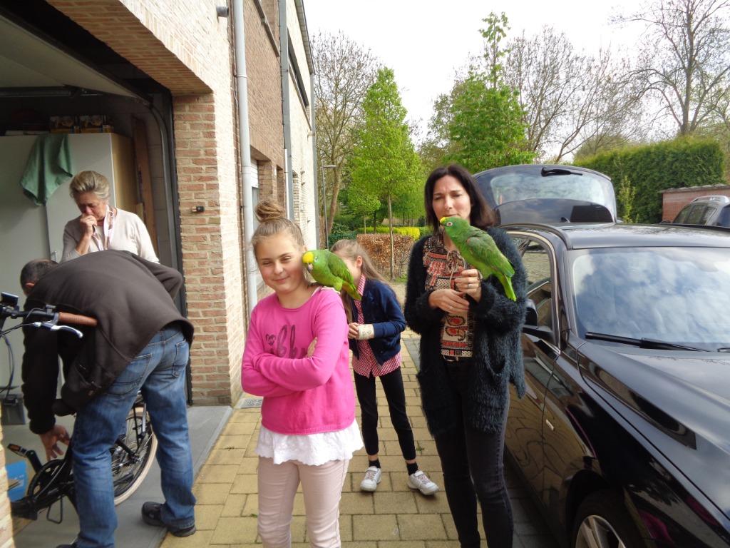opvang van vogels, Dieren en Toebehoren, Meerdere dieren, Wildzangvogel
