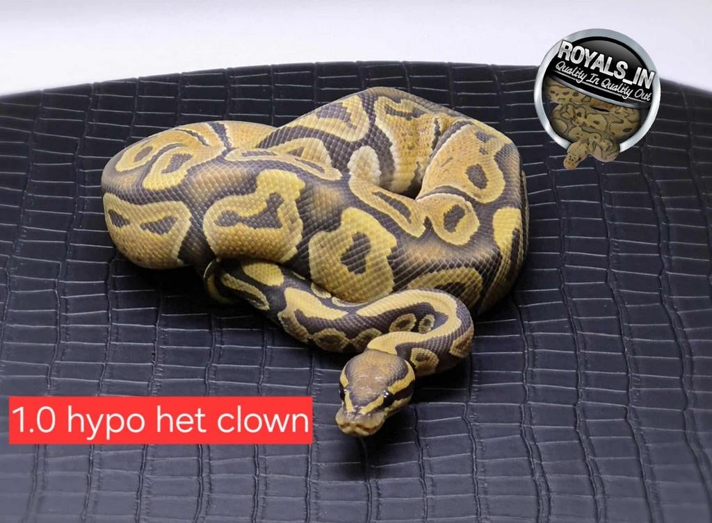 Ball python/python regius/konings python, Dieren en Toebehoren, Reptielen en Amfibieën