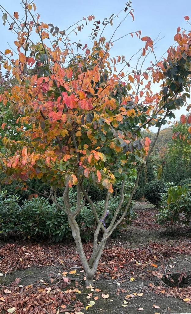 Parrotia persica | arbres de fer persans à tiges multiples, Jardin & Terrasse, Plantes | Arbres, Automne, Enlèvement ou Envoi