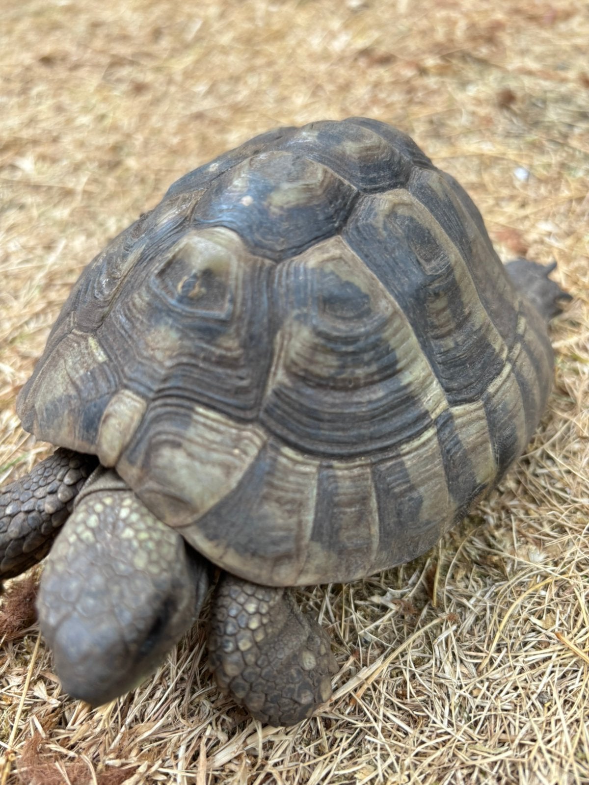 Griekse landschildpad man, Animaux & Accessoires, Reptiles & Amphibiens, Tortue, 3 à 6 ans