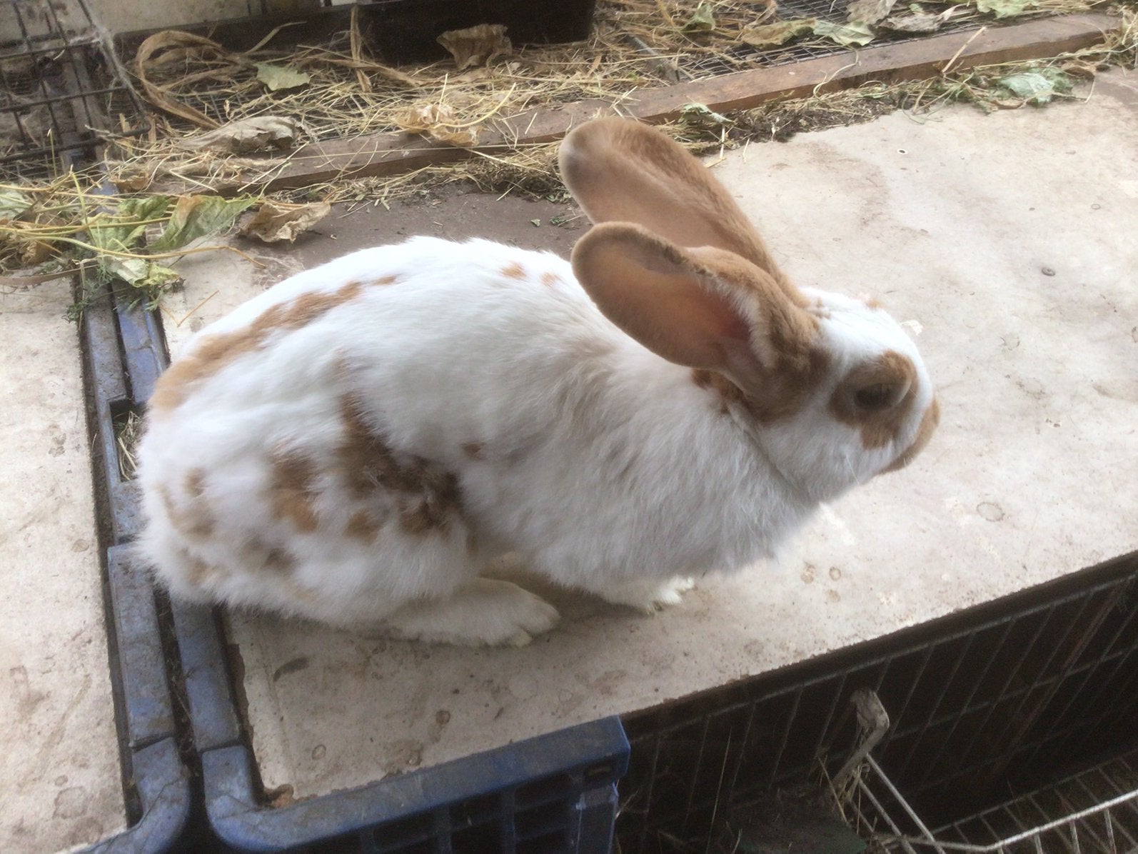 Konijnen, Dieren en Toebehoren, Konijnen