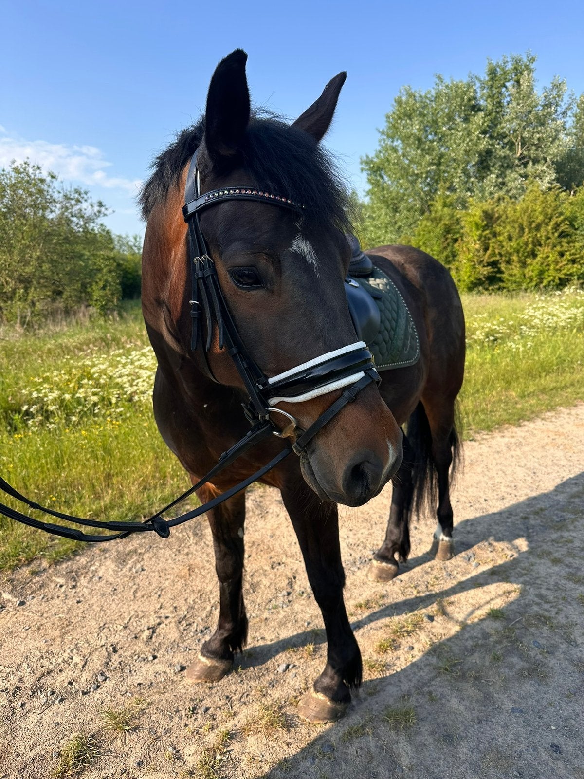 Paarden, Springpaard, Minder dan 160 cm, Ruin, L
