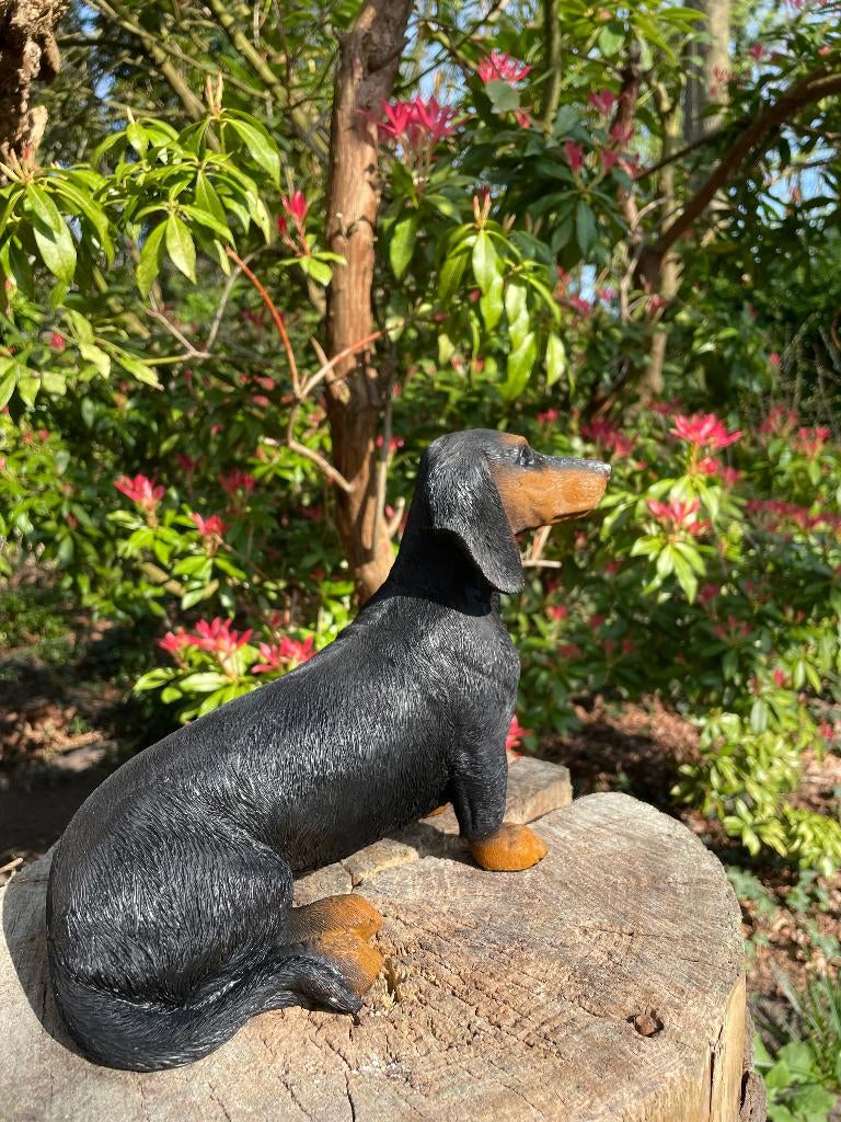 Beeld teckel, tekkel, hond, tuin, gazon 30 cm, Ophalen of Verzenden, Nieuw, Kunststof, Dierenbeeld
