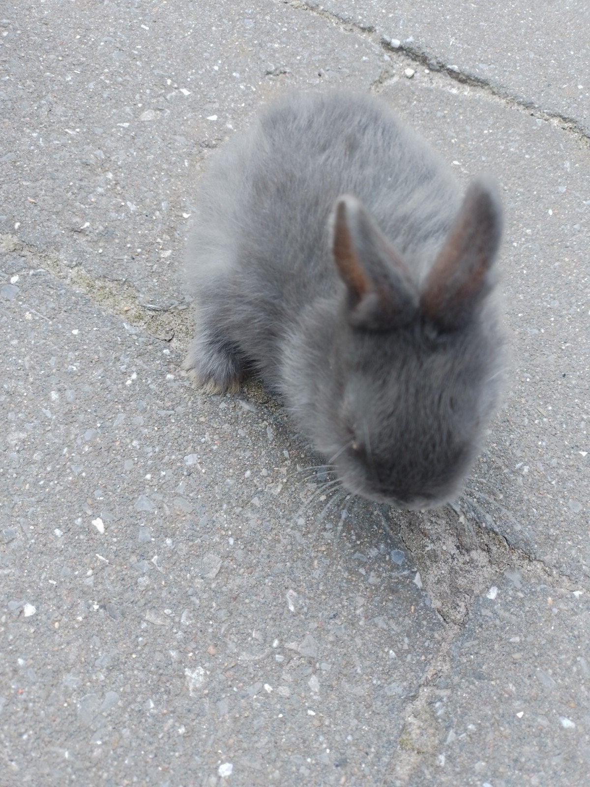 Dwergkonijn, Dieren en Toebehoren, Konijnen
