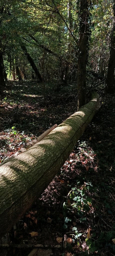 Bois de chauffage - à débiter, 6 m³ ou plus, Enlèvement, Frêne, Troncs d'arbres