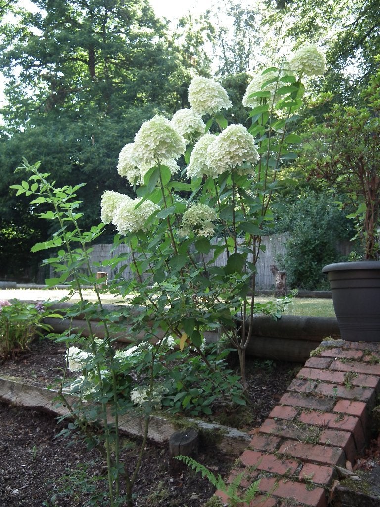 Hortensia panicule blanc (hauteur 150 cm), Enlèvement, Hortensia, Arbuste, 100 à 250 cm