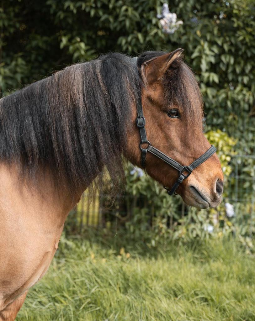 IJslander ruin, Animaux & Accessoires, Poneys, Hongre, Poney D (1.37 m à 1.48m), Poney de récréation, 11 ans ou plus, Avec pedigree