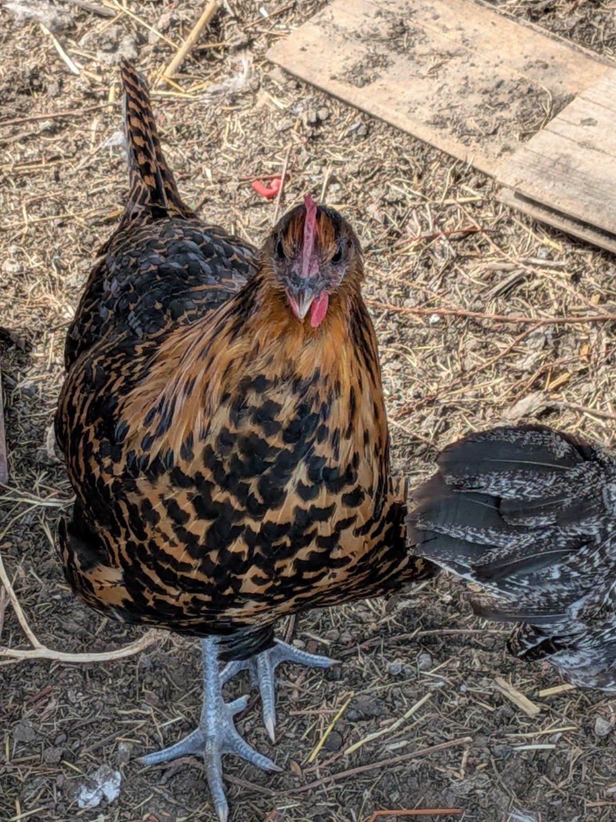 zottegemse hoenders, Dieren en Toebehoren