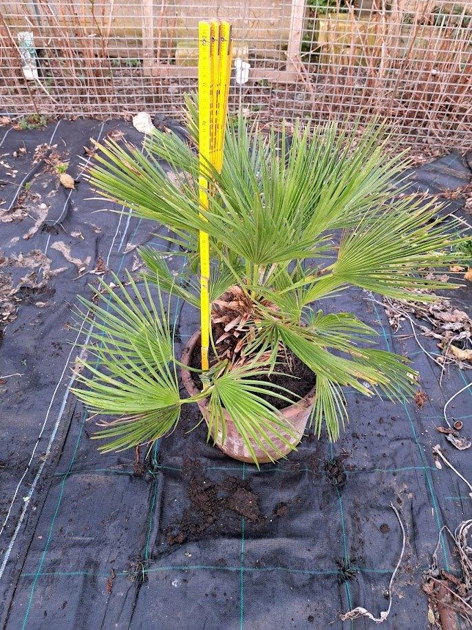 palmboom - terrasplanten, Tuin en Terras, Planten | Bomen, Minder dan 100 cm, Zomer, Palmboom, Ophalen