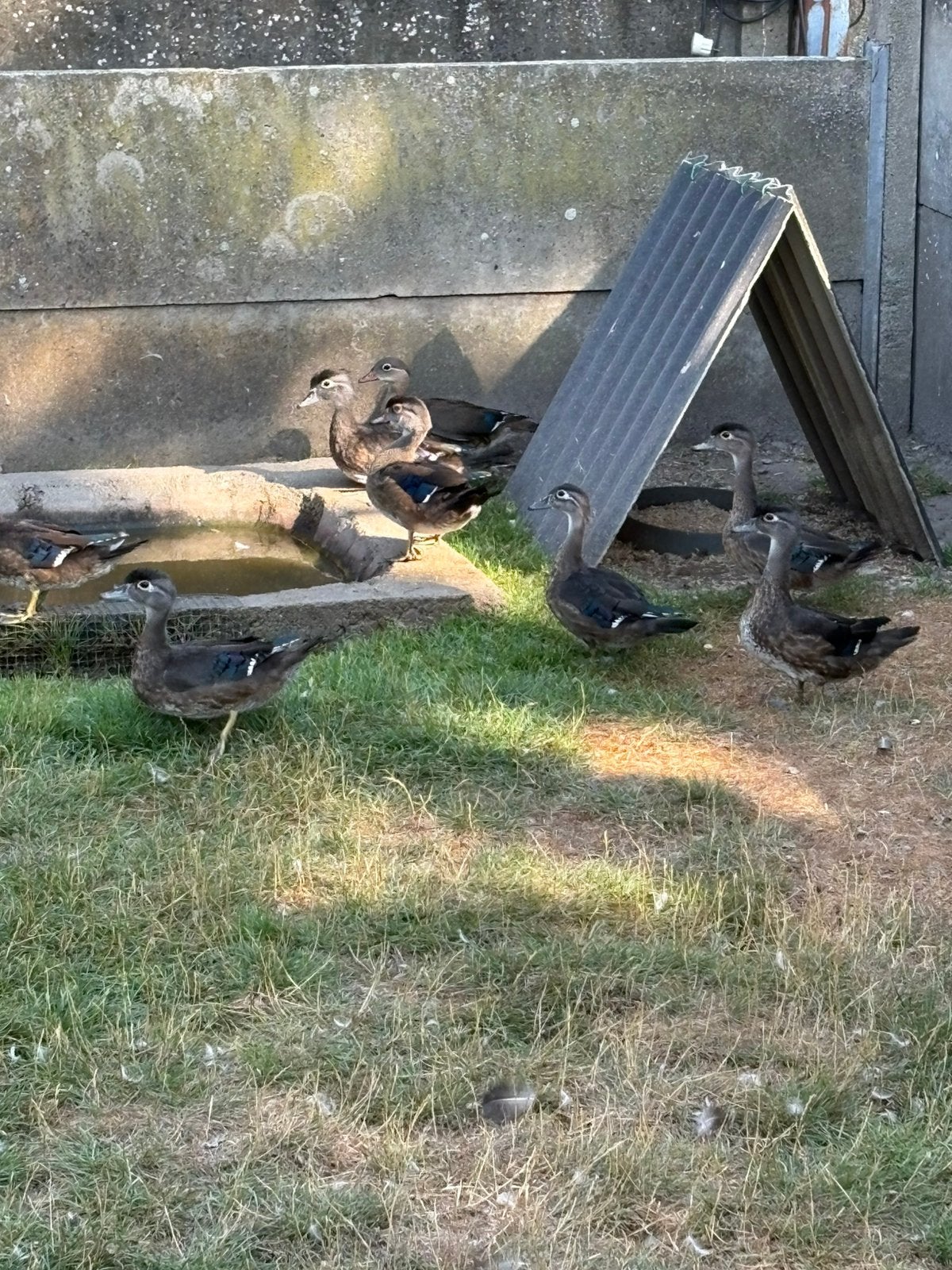 Carolina eenden, Dieren en Toebehoren, Meerdere dieren, Eend