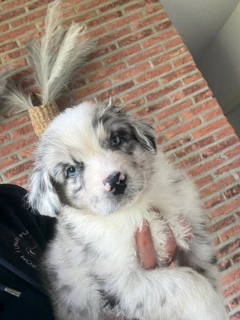 Australian shepherd pups fci pedigree, Dieren en Toebehoren, België, HCC (leverziekte), 8 tot 15 weken, Meerdere