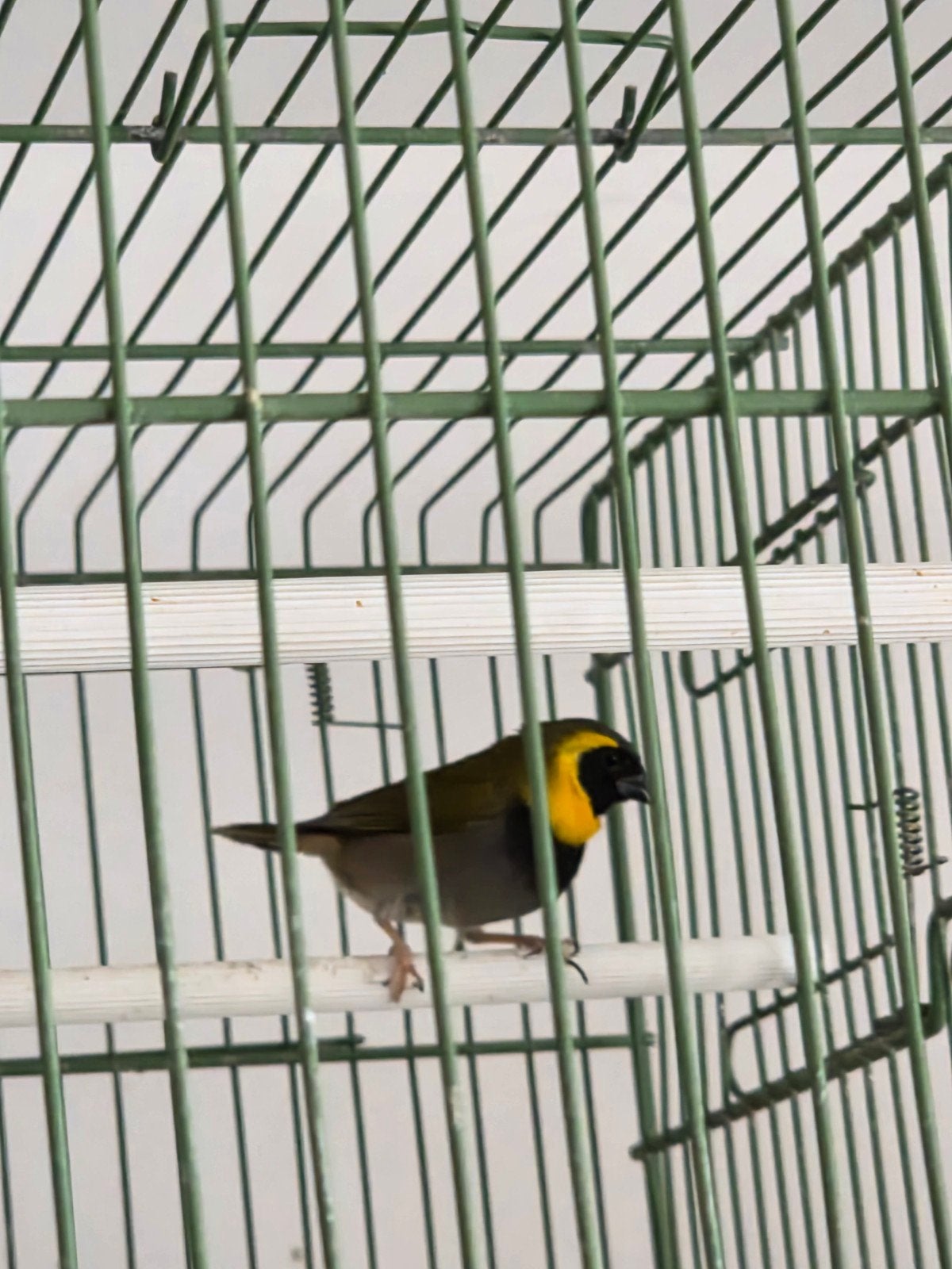 Petit chanteur de cuba mal, Animaux & Accessoires