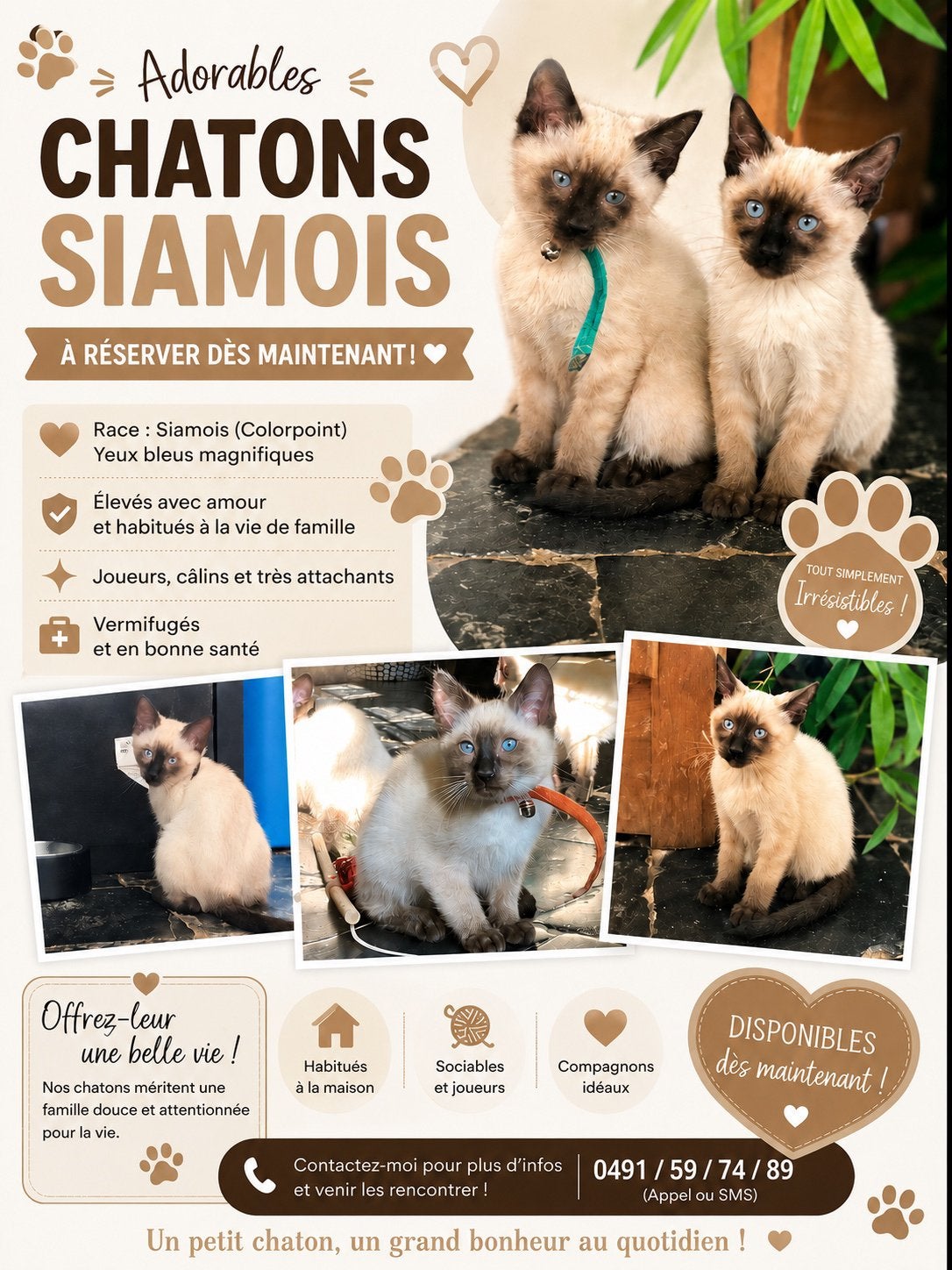 Schattige Siamese kittens, Cd's en Dvd's, Ophalen, Zo goed als nieuw, Natuur