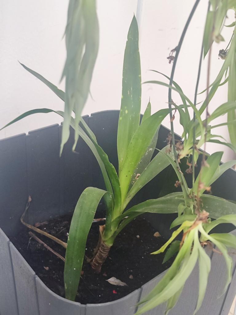 Yucca elephantipes met grijze bloembak, Tuin en Terras, Planten | Tuinplanten, Ophalen