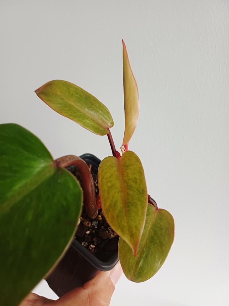 Philodendron Painted Lady, Autres espèces, En pot, Enlèvement ou Envoi, Moins de 100 cm