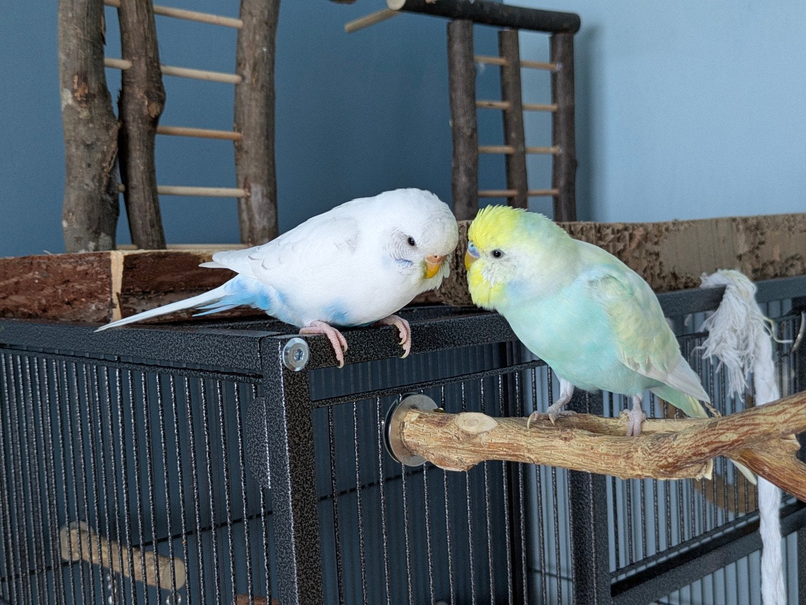 Couple de perruche ondulée apprivoisé, Plusieurs animaux, Perruche, Domestique