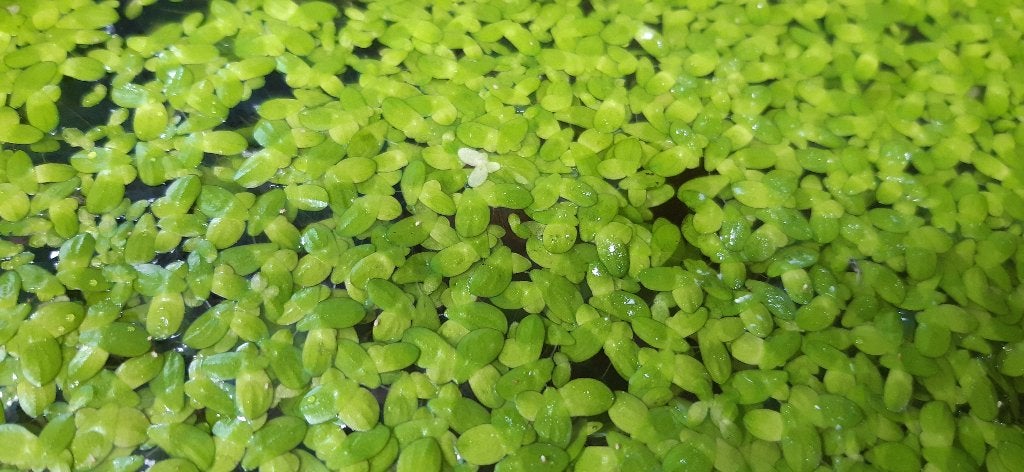 eendekroos (lemna minor), Dieren en Toebehoren, Ophalen