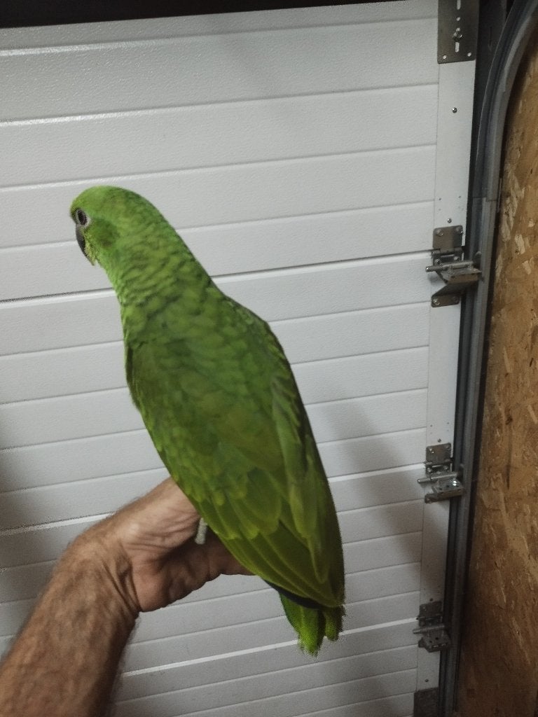 Belle jeune amazone, Animaux & Accessoires, Sexe inconnu, Perroquet, Domestique