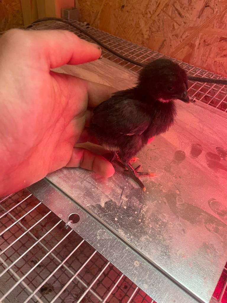 Kuikens ayam cemani, Dieren en Toebehoren, Pluimvee
