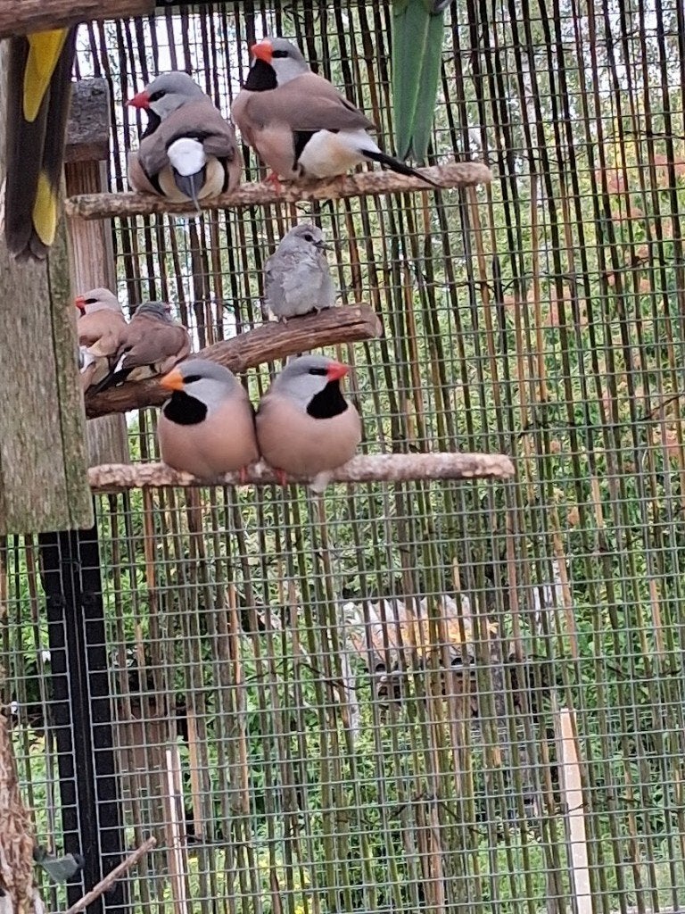 spitsstaartamadine, Dieren en Toebehoren, Vogels | Overige Vogels, Meerdere dieren, Tropenvogel