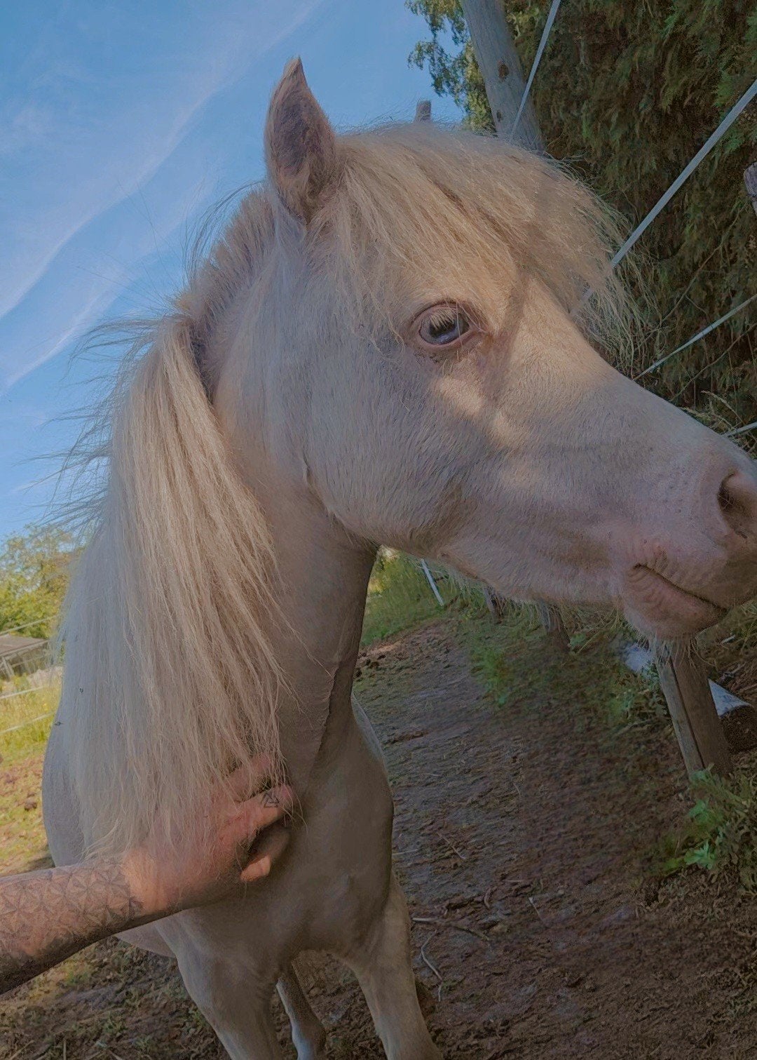 cremello ini minipaardje, Dieren en Toebehoren