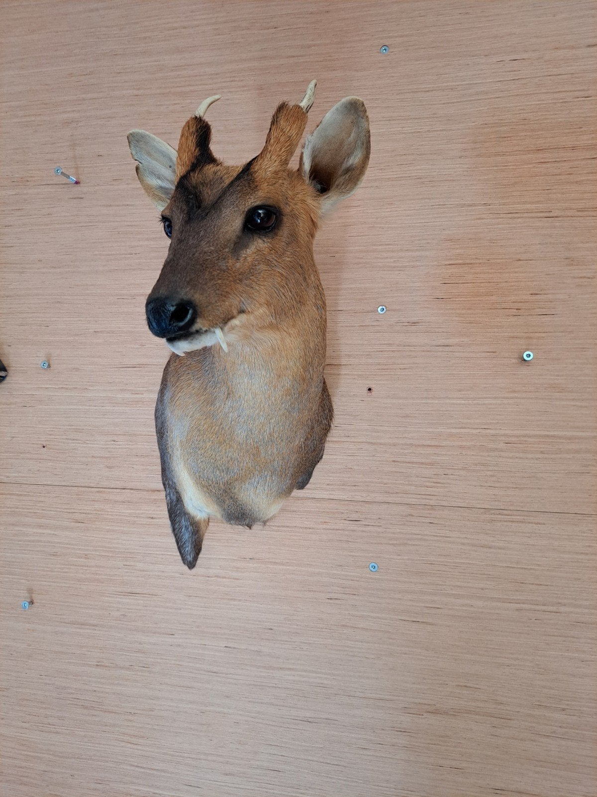 Recente opgezette Muntjac, Ophalen
