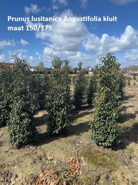 Prunus lusitanica Angustifolia kluit, Tuin en Terras, Ophalen, Laurier, Haag, 100 tot 250 cm