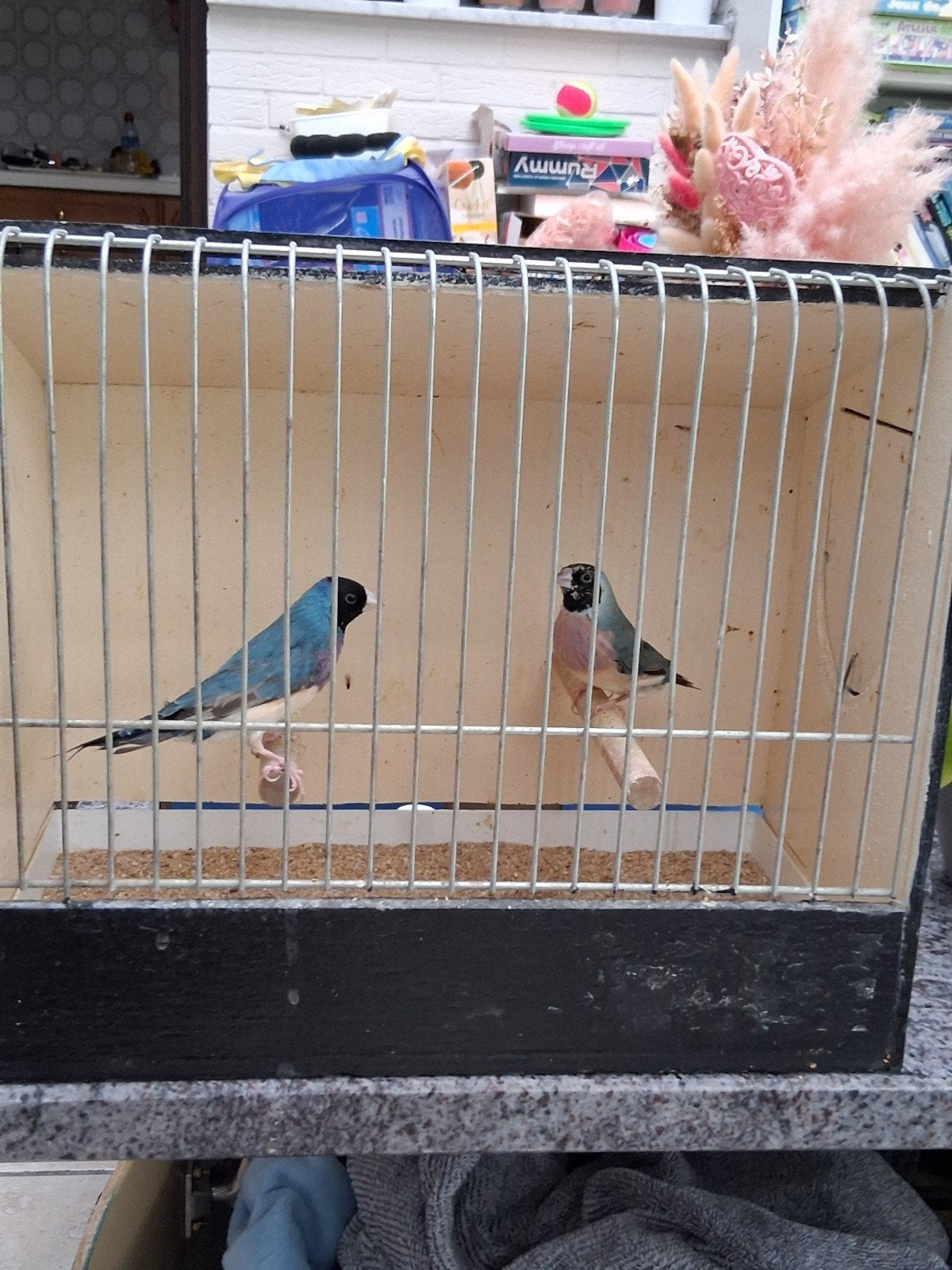 Gouldamandines, Dieren en Toebehoren, Vogels | Overige Vogels