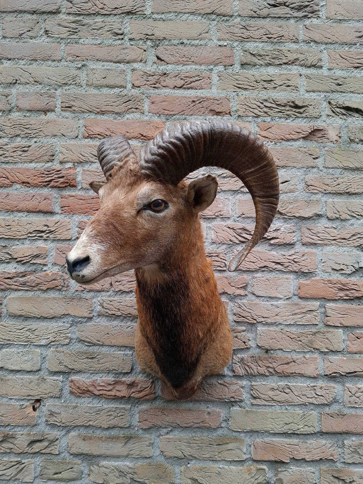 opgezette kop moeflon taxidermie schedel gewei hert jacht, Ophalen, Wild dier, Gewei of Kop