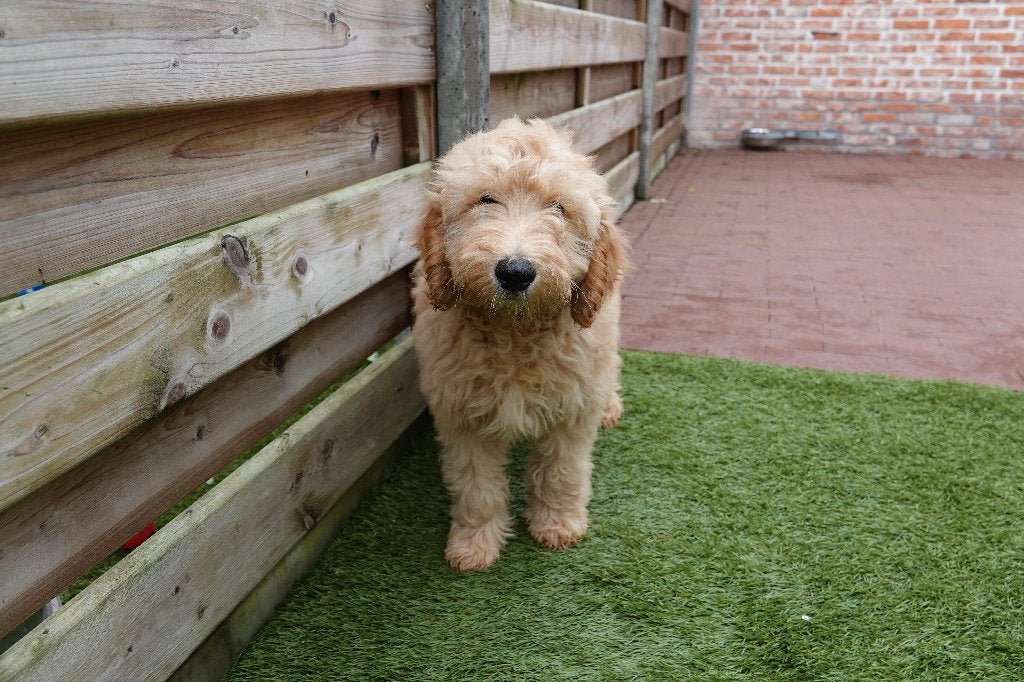 Prachtige mini Labradoodle pups, met stamboom, Dieren en Toebehoren, Parvo, België, Overige rassen, 8 tot 15 weken