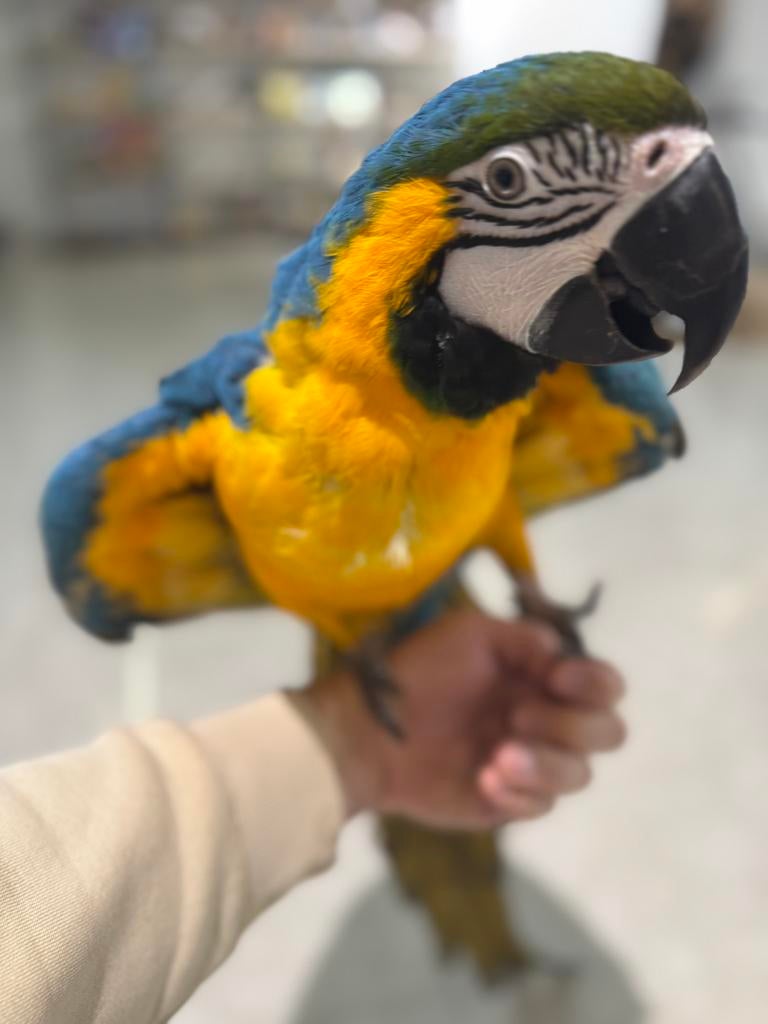 Perroquet Ara, Animaux & Accessoires, Oiseaux | Perruches & Perroquets, Perroquet