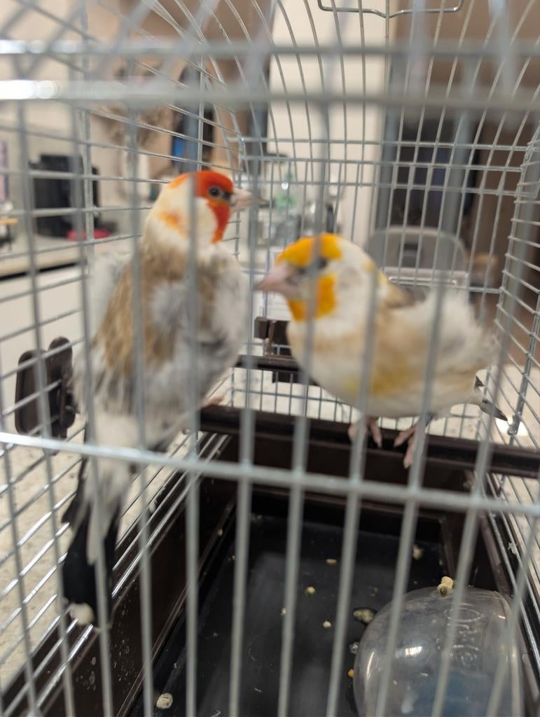 Chardonneret mâle celui avec masque rouge